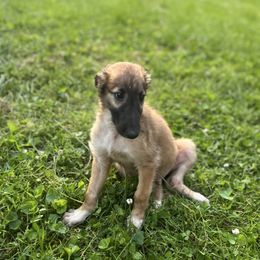 Borzoi puppies from Ivanhoe Borzoi