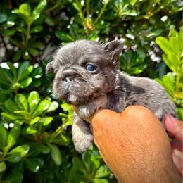 Diva - Tricolors female French Bulldog puppy in San Diego, California from Hlop Frenchies LLC