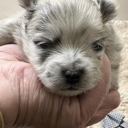 Blue Merle Boy 3 wks - Blue merle male Pomeranian puppy in Madison, Ohio from PawSitive Therapy Pomeranians