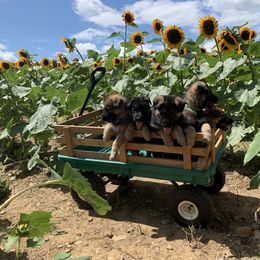 German Shepherd Puppies from Shenandoah German Shepherds