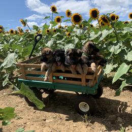 German Shepherd Puppies from Shenandoah German Shepherds