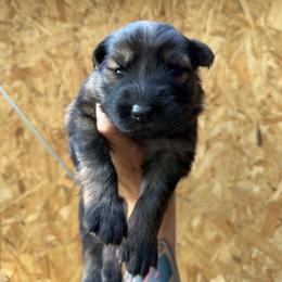 Tan collar - Sable male German Shepherd puppy in Phenix City, Alabama from Black Rose Shepherds