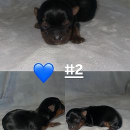Boy 2 - Black and gold male Yorkshire Terrier puppy in San Tan Valley, Arizona from Great Mates