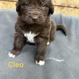 Cleo - Brown female Newfoundland puppy in Goodhue, Minnesota from Claypits Newfoundlands