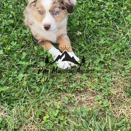 Australian Shepherd Puppies from Pine Mountain Aussies