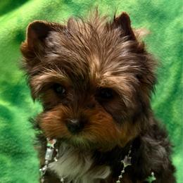 Tawnee's Teddy Male 1 - Black and tan male Yorkshire Terrier puppy in Lexington, North Carolina from Silver Valley Yorkies