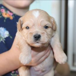 Gregory - Gold and white male Shihpoo puppy in Mifflintown, Pennsylvania from Curls & Paws Canines