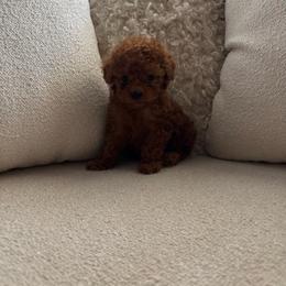 Cliff - Red  male Poodle puppy in California from Bri’s Toy Poodles