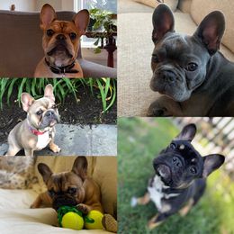 French Bulldog Puppies from Carbonite French Bulldogs