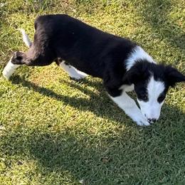 612 - Black and white male Border Collie puppy in Temecula, California from West Coast Border Collies