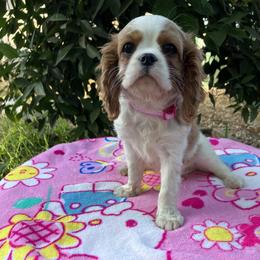 Cavalier King Charles Spaniel Puppies from Purple Moon Cavaliers