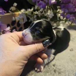 Quin - Piebald female Dachshund puppy in Poplar Bluff, Missouri from DT Dachshunds