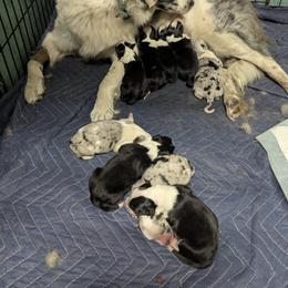 Australian Shepherd and Great Dane Puppies from AEW Farm