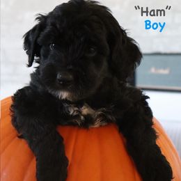 Ham - Black male Goldendoodle puppy in Payson, Utah from Country Sky Doodles