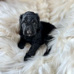 Girl 3 - Black Bernedoodle puppy in Yatesville, Georgia from High Hopes Doodles