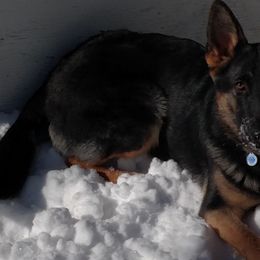 German Shepherds from Kevin Wittbrodt