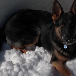 German Shepherds from Kevin Wittbrodt