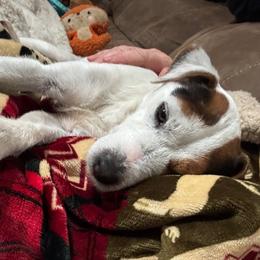 Mille - Jack Russell Terrier