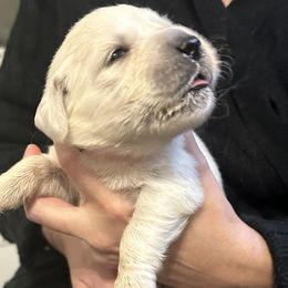 Pink Collar - Light golden female Golden Retriever puppy in Foreman, Arkansas from Indy's Goldens
