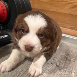 Cocoa - Red tri-color female Australian Shepherd puppy in Holly, Michigan from Groveland's Haus of Aus