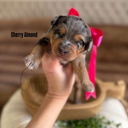 Cherry Almond - Blue merle female Bernedoodle puppy in Herriman, Utah from Gypsi Doodles & Poodles LLC.