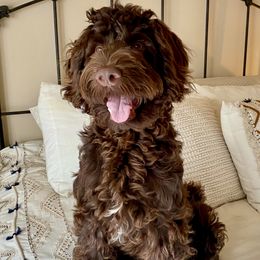 Goldendoodles from Old Home Place Doodles