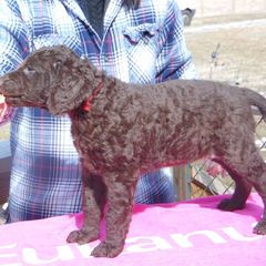 Curly-Coated Retriever Puppies from Kurly Kreek