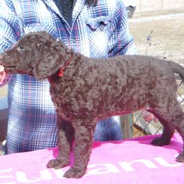 Curly-Coated Retriever Puppies from Kurly Kreek