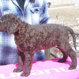 Curly-Coated Retriever Puppies from Kurly Kreek