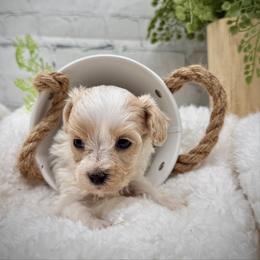 Yellow collared female - White female Maltipoo puppy in Marshallville, Ohio from Grassy Meadow Pups