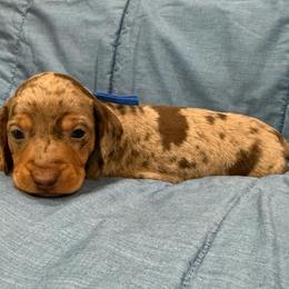 Dudley - Dapple male Dachshund puppy in Jena, Louisiana from Greens Creek Kennel