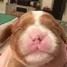 Girl 1 - Blenheim female Cavalier King Charles Spaniel puppy in Melbourne, Florida from Majestic Cavaliers of Melbourne FL