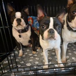 Boston Terrier Puppies from Big Sky Bostons