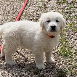 Golden Retriever Puppies from Risa’s Goldens
