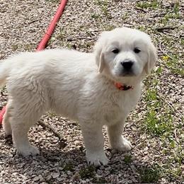 Golden Retriever Puppies from Risa’s Goldens