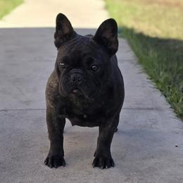 Yakuza - French Bulldog