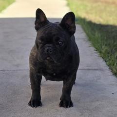 Yakuza - French Bulldog