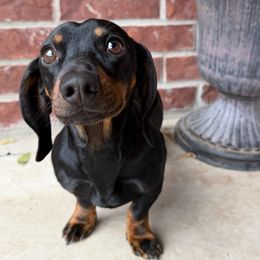 OSCAR - Dachshund