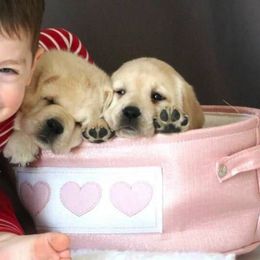Labrador Retrievers from Atlas Labradors LLC