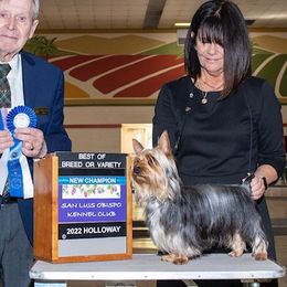 Silky Terriers from Shenanigan Silky Terriers