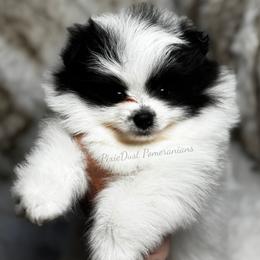 Venus - Black parti female Pomeranian puppy in Richmond, Kentucky from Pixie Dust Pomeranians