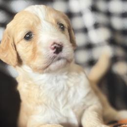 Goldendoodles from Florida's Joyful Goldendoodles