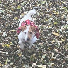 Lady Elana (Lani) - White and tan female Russell Terrier puppy in Missouri from Royal Russells Ranch
