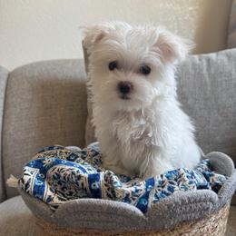 Snoopy - White male Maltese puppy in Dallas, Texas from Dallas Darling Maltese