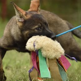 German Shepherd Puppies from Büserhaus Working Dogs
