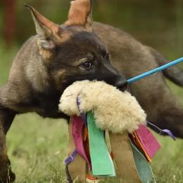 German Shepherd Puppies from Büserhaus Working Dogs