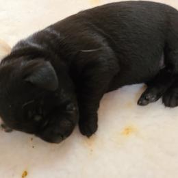 Girl 2 - Labrador Retriever puppy in Shiocton, Wisconsin from Green Acres Labrador Retrievers