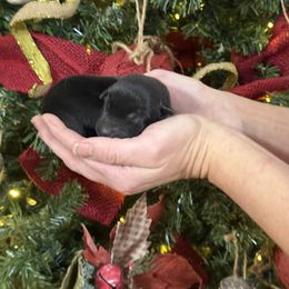 Male 4 - Black male Labrador Retriever puppy in Kinta, Oklahoma from Beaver Creek Kennels