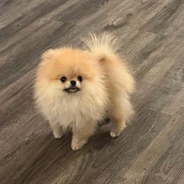 Mr.King - Orange male Pomeranian puppy in Visalia, California from Exotic_fresita_poms