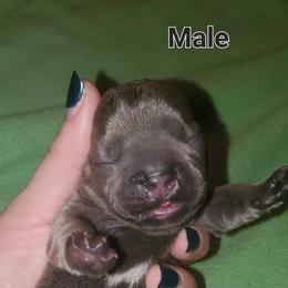 Boy 3 - Tricolors French Bulldog puppy in Florida from Faucheux's Finest Frenchie's